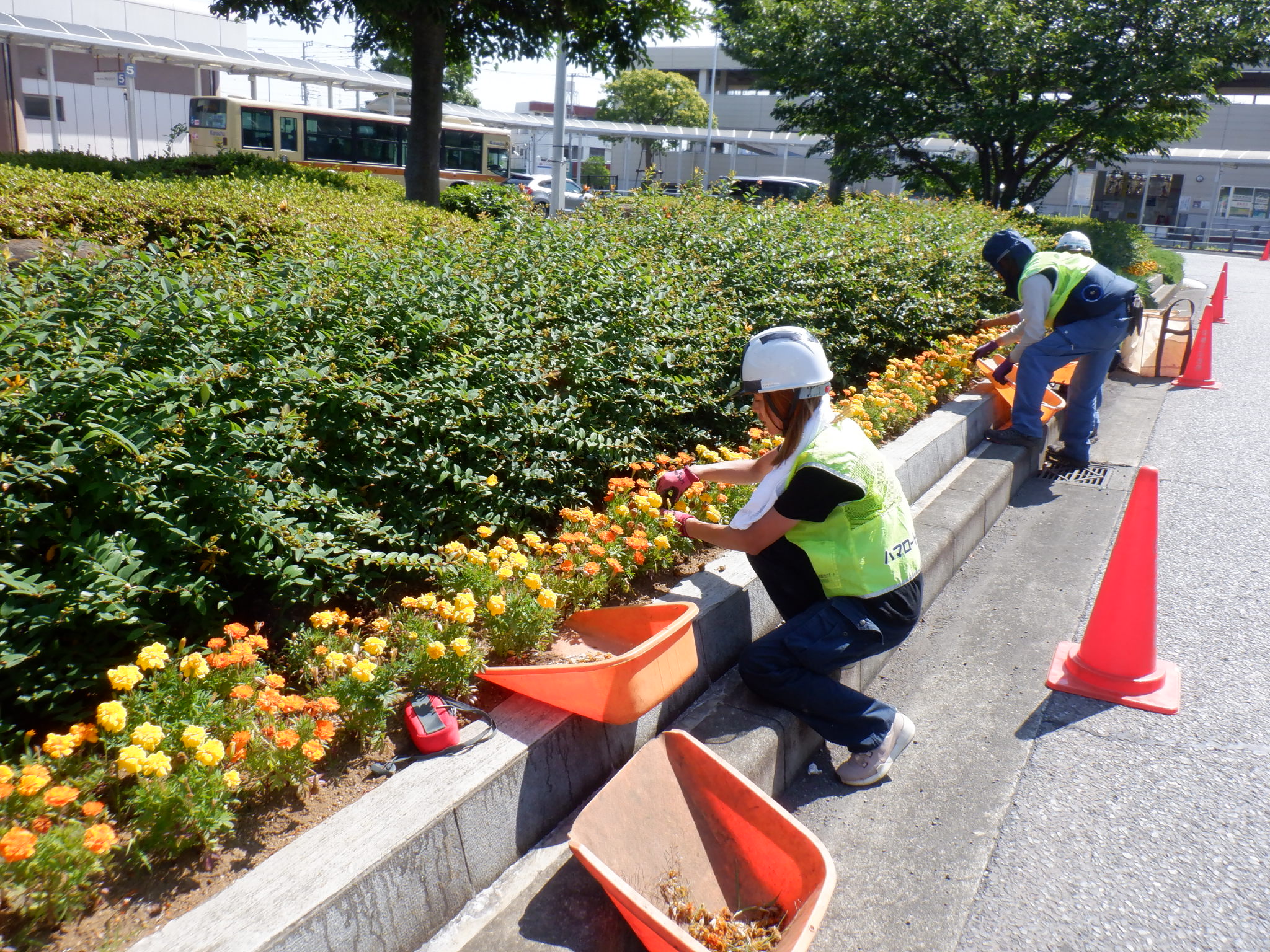 ハマロードサポータ